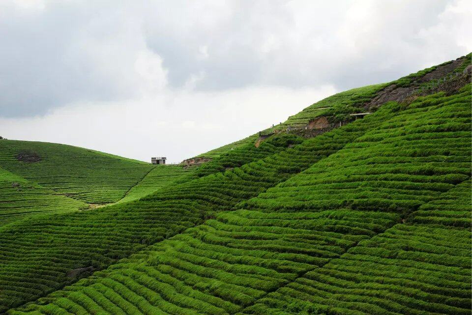 "绿色山野：登高望远一片茶叶地的绝佳风景"